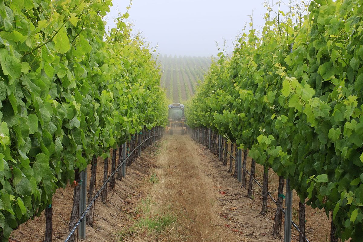 A row of green trees in the middle of an open field.
